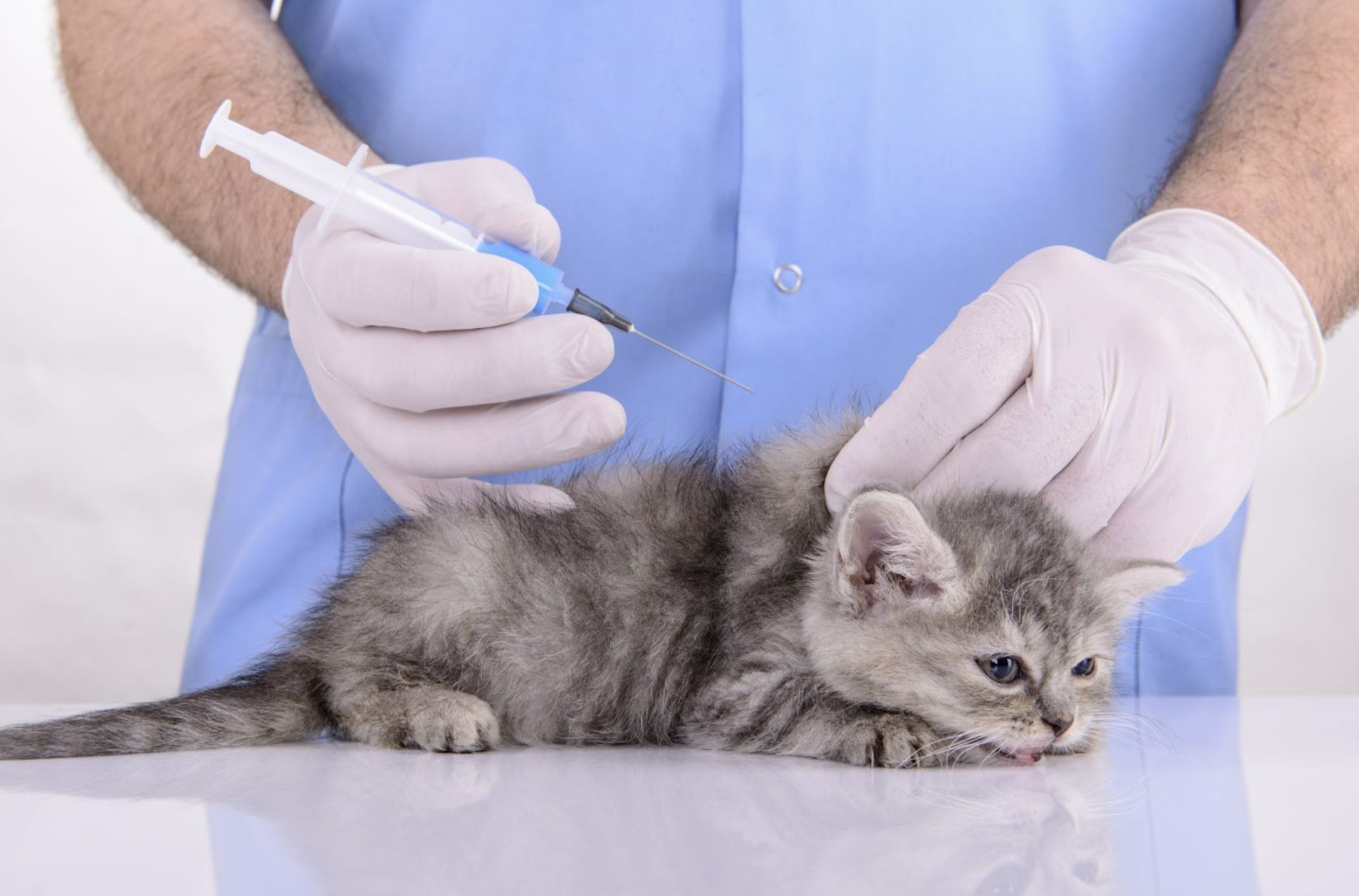 Vaccines to furry friends example photo